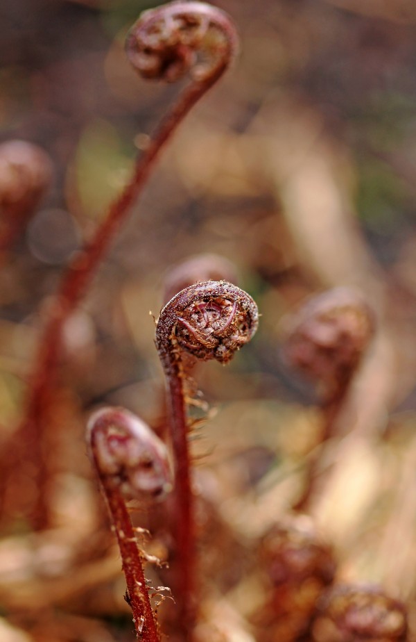 Emerging Lady Fern by Deb Oppermann
